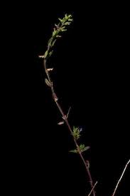 Attēlu rezultāti vaicājumam “Acinos arvensis flower”