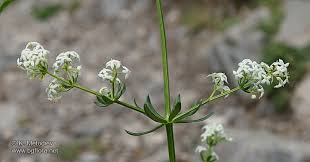 Attēlu rezultāti vaicājumam “Galium album flower”