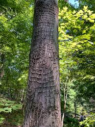 Attēlu rezultāti vaicājumam “Nectria sp., Neonectria sp.”