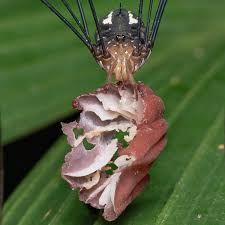 Attēlu rezultāti vaicājumam “Opiliones”