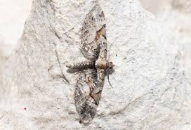 Attēlu rezultāti vaicājumam “Eupithecia sinuosaria”