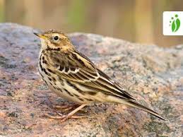 Image result for Anthus cervinus