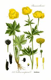 Attēlu rezultāti vaicājumam “Trollius europaeus”