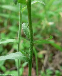 Attēlu rezultāti vaicājumam “Campanula patula fruit”