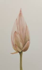 Attēlu rezultāti vaicājumam “Lotus sp. bud”