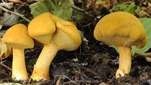 Attēlu rezultāti vaicājumam “Phaeolepiota aurea”