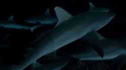 Image result for Nasolamia velox