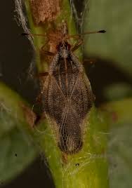 Attēlu rezultāti vaicājumam “Physatocheila smreczynskii”