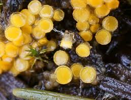 Attēlu rezultāti vaicājumam “Byssonectria fusispora”