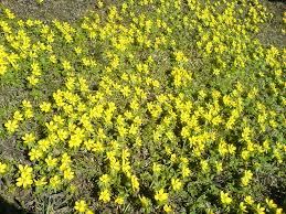 Attēlu rezultāti vaicājumam “Eranthis hyemalis”