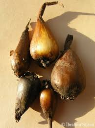 Attēlu rezultāti vaicājumam “Colchicum szovitsii subsp. szovitsii”