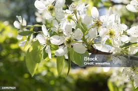 Attēlu rezultāti vaicājumam “Pyrus communis flower”