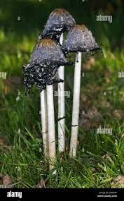Attēlu rezultāti vaicājumam “Coprinus comatus”