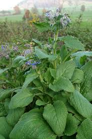 Image result for Borretsch