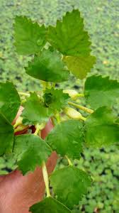 Attēlu rezultāti vaicājumam “Trapa natans leaf”