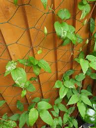 Attēlu rezultāti vaicājumam “Clematis leaf”