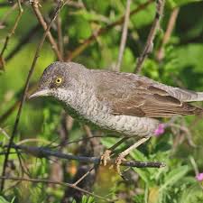 Attēlu rezultāti vaicājumam “Sylvia nisoria”