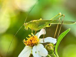 Attēlu rezultāti vaicājumam “Phaneroptera falcata”