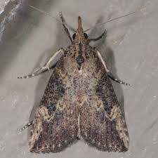 Attēlu rezultāti vaicājumam “Hoplia parvula imago”