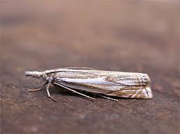 Attēlu rezultāti vaicājumam “Crambus lathoniellus”