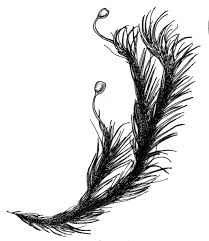 Attēlu rezultāti vaicājumam “Seligeria pusilla sporophyte”