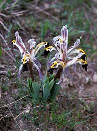 Attēlu rezultāti vaicājumam “Iris rosenbachiana flower”