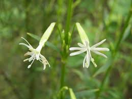 Attēlu rezultāti vaicājumam “Silene tatarica”