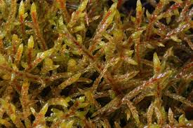 Attēlu rezultāti vaicājumam “Pleurozium schreberi”