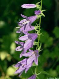Image result for Campanula rapunculoides