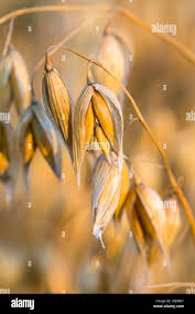 Attēlu rezultāti vaicājumam “Avena sativa fruit”