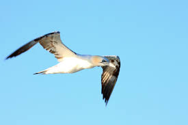 Image result for Morus bassanus