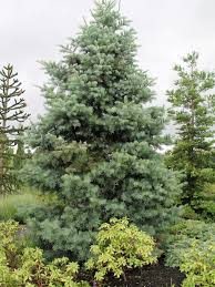 Attēlu rezultāti vaicājumam “Abies concolor”