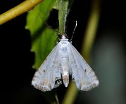 Attēlu rezultāti vaicājumam “Cataclysta lemnata”