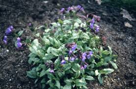 Attēlu rezultāti vaicājumam “Pulmonaria saccharata leaf”
