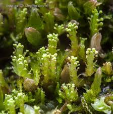 Attēlu rezultāti vaicājumam “Lophozia longidens”