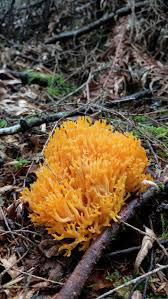 Attēlu rezultāti vaicājumam “Ramariopsis crocea”