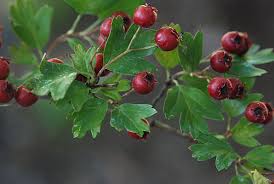 Attēlu rezultāti vaicājumam “Crataegus monogyna fruit”