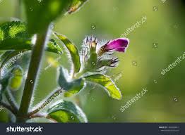 Attēlu rezultāti vaicājumam “Mentha arvensis bud”