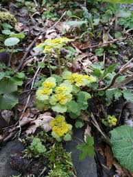 Attēlu rezultāti vaicājumam “Chrysosplenium alternifolium flower”