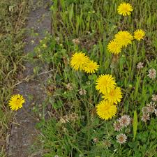 Attēlu rezultāti vaicājumam “Hypochaeris radicata fruit”