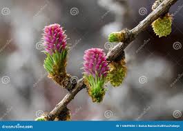 Attēlu rezultāti vaicājumam “Larix decidua flower”
