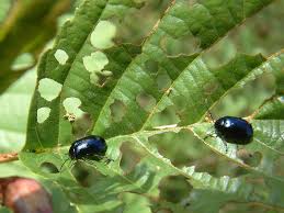 Attēlu rezultāti vaicājumam “Agelastica alni larva”