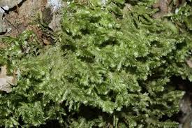 Attēlu rezultāti vaicājumam “Neckera pennata sporophyte”