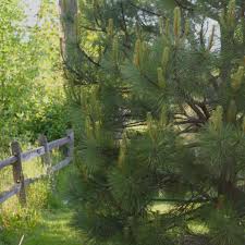 Attēlu rezultāti vaicājumam “Pinus ponderosa”