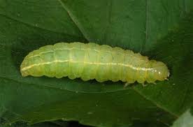 Attēlu rezultāti vaicājumam “Craniophora ligustri”