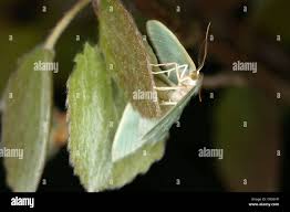 Attēlu rezultāti vaicājumam “Jodis putata”