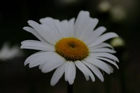 Attēlu rezultāti vaicājumam “Leucanthemum vulgare flower”