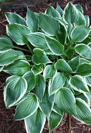 Attēlu rezultāti vaicājumam “Hosta sp. leaf”