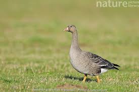 Attēlu rezultāti vaicājumam “Anser albifrons”