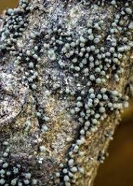 Attēlu rezultāti vaicājumam “Penicillium vulpinum”